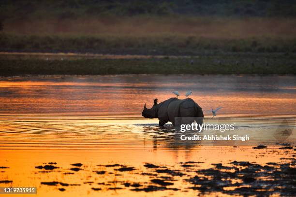 great indian rhinoceros - stock photo - kaziranga national park photos et images de collection