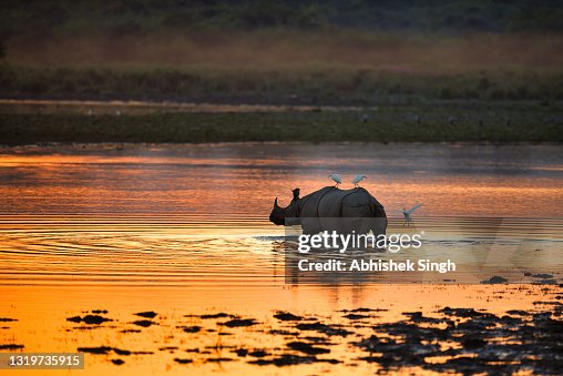 Great Indian Rhinoceros - Stock Photo Great Indian Rhinoceros - Stock Photo