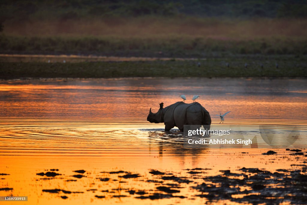 Great Indian Rhinoceros - Stock Photo