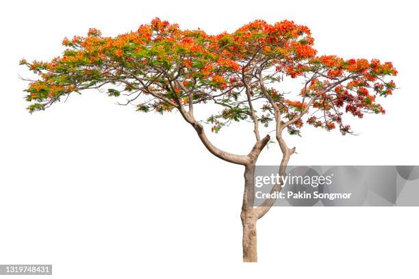 big tree (malabar tree) blooming isolated on white background. - big flower background stockfoto's en -beelden