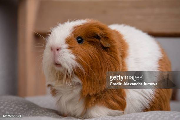 guinea pig - guinea pig stockfoto's en -beelden