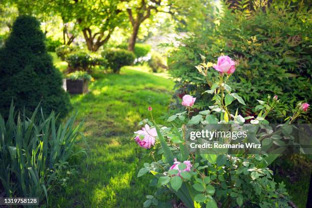 italian garden in spring with pink roses - english garden stock pictures, royalty-free photos & images