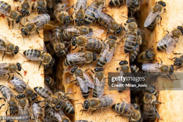 beehive in spring - manuka honey stock pictures, royalty-free photos & images