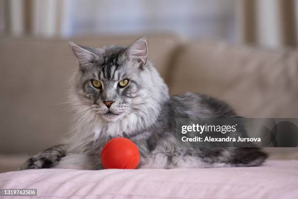 maine coon cat - alexandra rojas fotografías e imágenes de stock