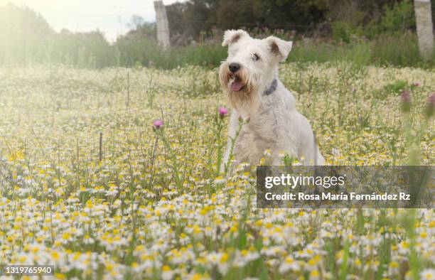 white male schnauzer pet dog sitting in field of daisies. - schnauzer stock pictures, royalty-free photos & images