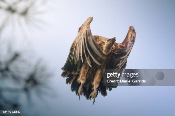 vulture taking off - cazorla stock pictures, royalty-free photos & images