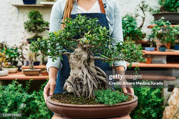 hands of unrecognizable woman holding a pot with a bonsai tree in a garden nursery. - bonsai stock-fotos und bilder
