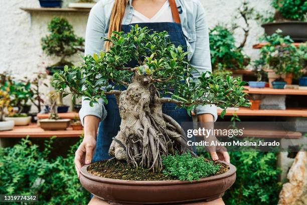 hands of unrecognizable woman holding a pot with a bonsai tree in a garden nursery. - bonsai tree stock pictures, royalty-free photos & images
