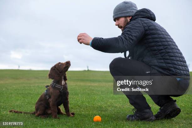 cocker spaniel seduto per una sorpresa - dressage foto e immagini stock