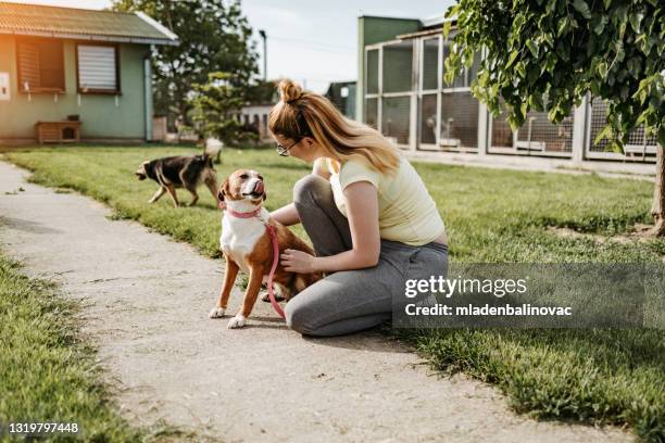 refugio para perros - dog pound fotografías e imágenes de stock