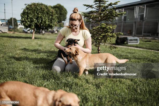 refugio para perros - dog pound fotografías e imágenes de stock