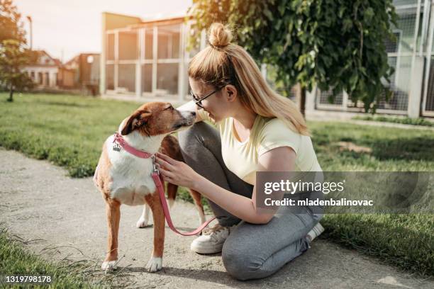 dog shelter - animal volunteer stock pictures, royalty-free photos & images