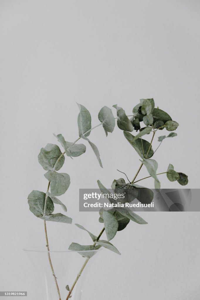 Two eucalyptus stems in a glass vase on gray background.