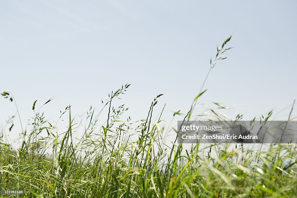 Tall grass in wind