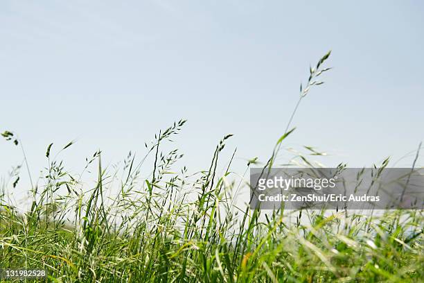 tall grass in wind - timothy grass imagens e fotografias de stock
