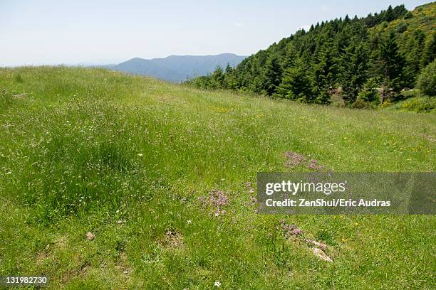 meadow with wildflowers - timothy grass stock pictures, royalty-free photos & images