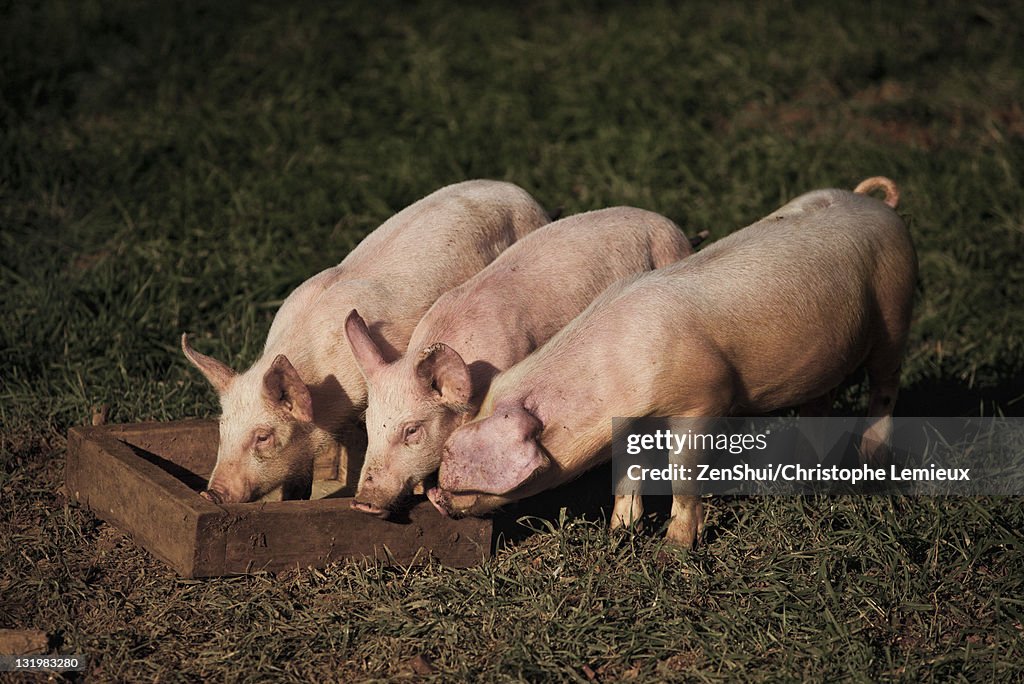 Pigs eating form trough