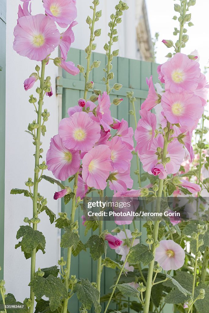 Pink hollyhocks