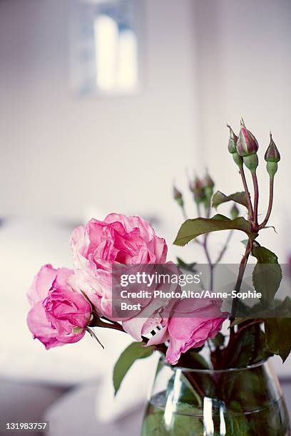 pink roses in vase - sophie rose stock-fotos und bilder