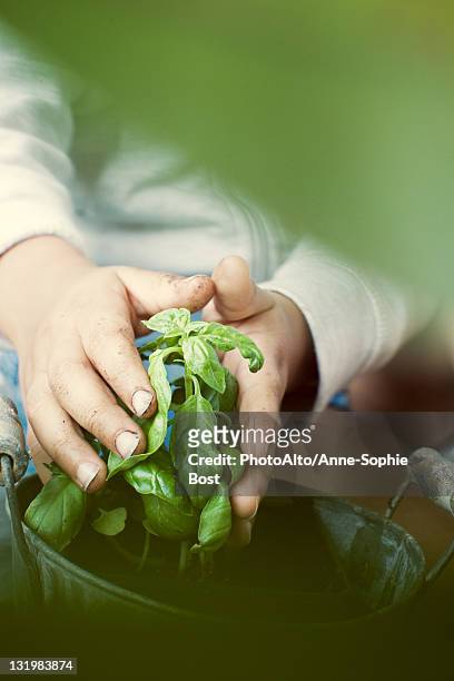 child touching basil plant, cropped - basil stock-fotos und bilder