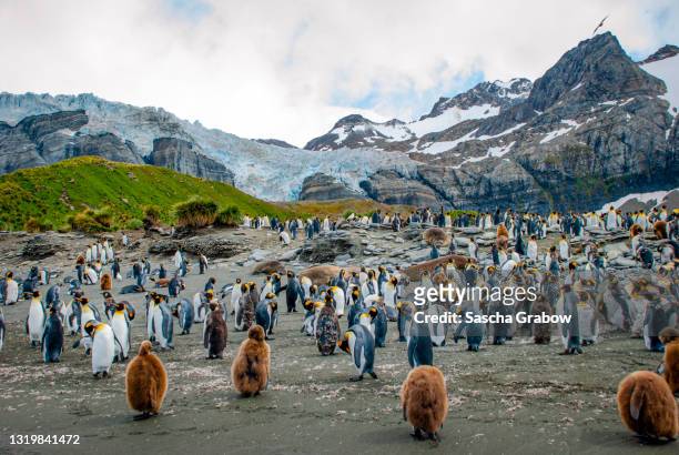 south georgia king penguin colony - glacier bay national park stock-fotos und bilder