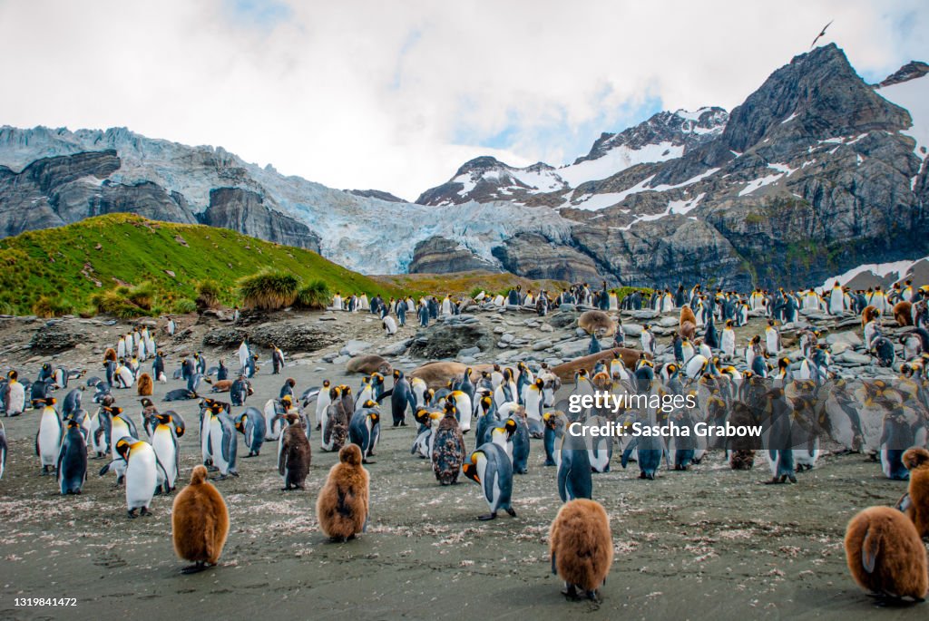 South Georgia King Penguin Colony