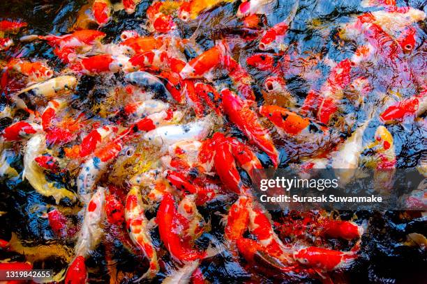 47 Koi Fish Cartoon Photos and Premium High Res Pictures - Getty Images 47 Koi Fish Cartoon Photos and Premium High Res Pictures - Getty Images