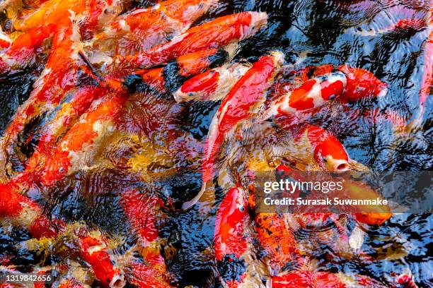 47 Koi Fish Cartoon Photos and Premium High Res Pictures - Getty Images 47 Koi Fish Cartoon Photos and Premium High Res Pictures - Getty Images