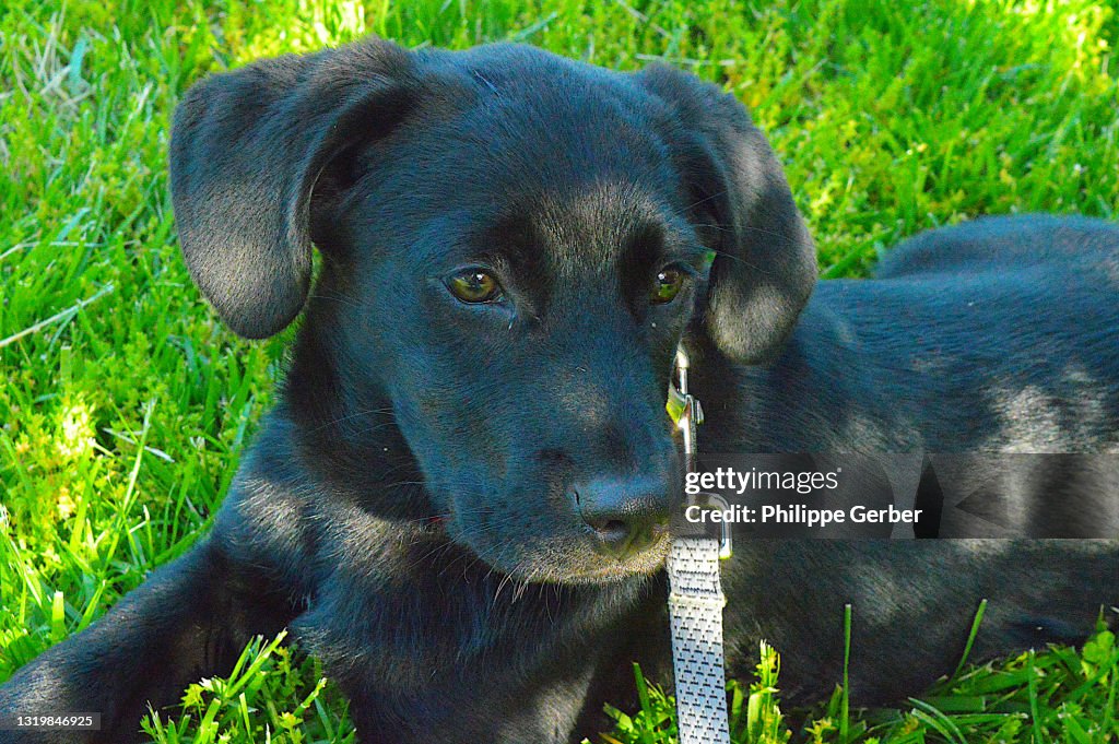 3month Old Labrador Puppy Dog High-Res Stock Photo Getty Images