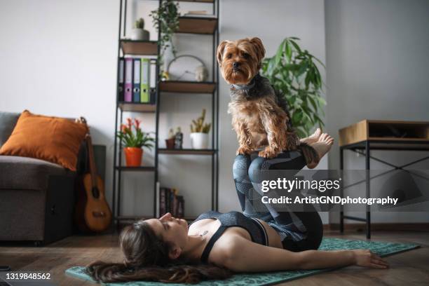 junge frau übt yoga mit ihrem hund zu hause - animal sport stock-fotos und bilder