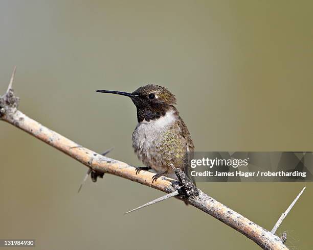 black-chinned hummingbird (archilochus alexandri), sweetwater wetlands, tucson, arizona, united states of america, north america - archilochus alexandri stock pictures, royalty-free photos & images