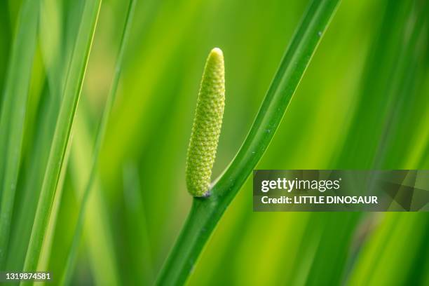 a flower of sweet flag (acorus calamus). nabari, mie japan - sweet flag or calamus (acorus calamus) stock pictures, royalty-free photos & images