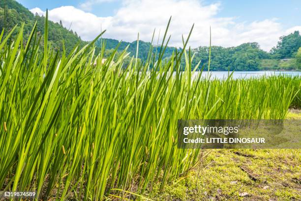 colony of sweet flag (acorus calamus). nabari, mie japan - sweet flag or calamus (acorus calamus) stock pictures, royalty-free photos & images