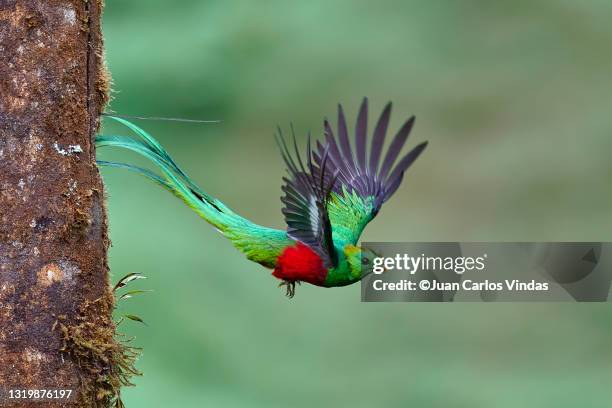 resplendent quetzal - quetzal stock pictures, royalty-free photos & images