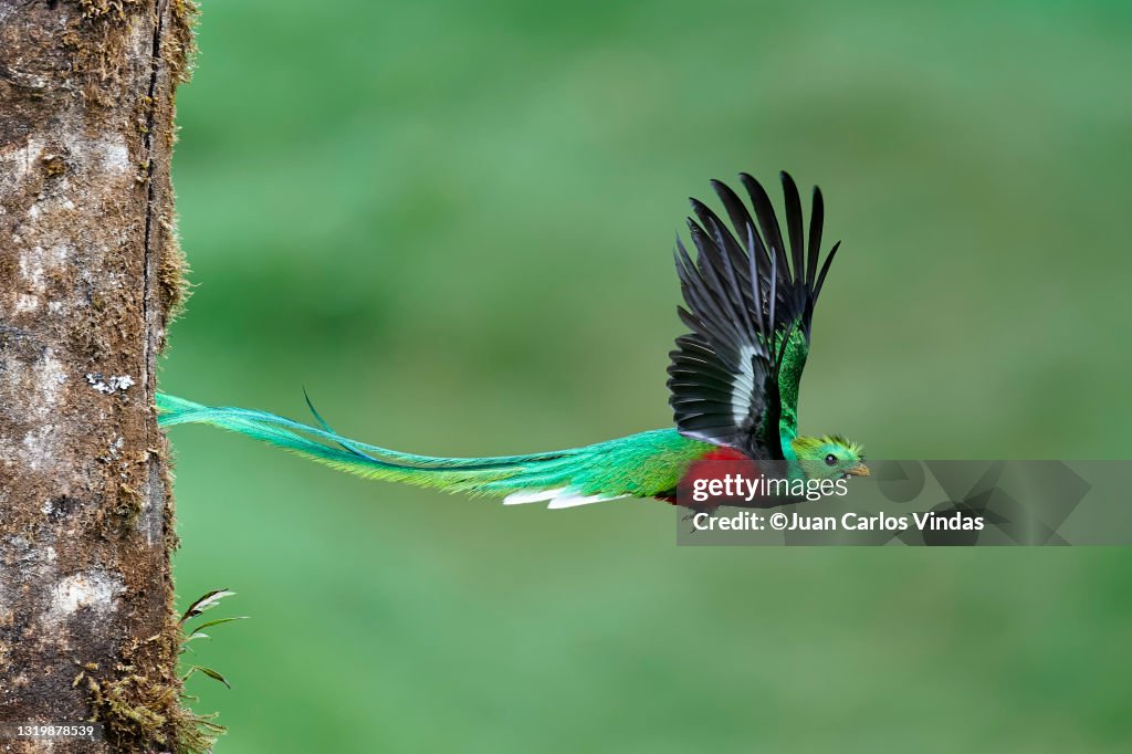 Resplendent Quetzal