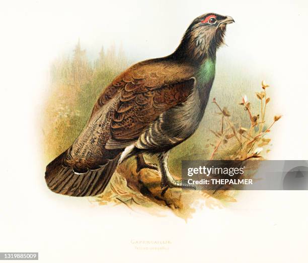 capercaille bird color plate 1900 - tetrao urogallus stock illustrations