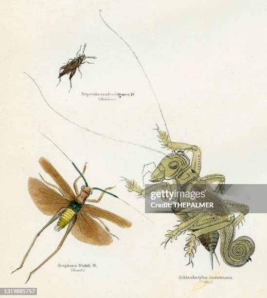 insects crickets engraving 1893 - cricket insect illustration stock illustrations