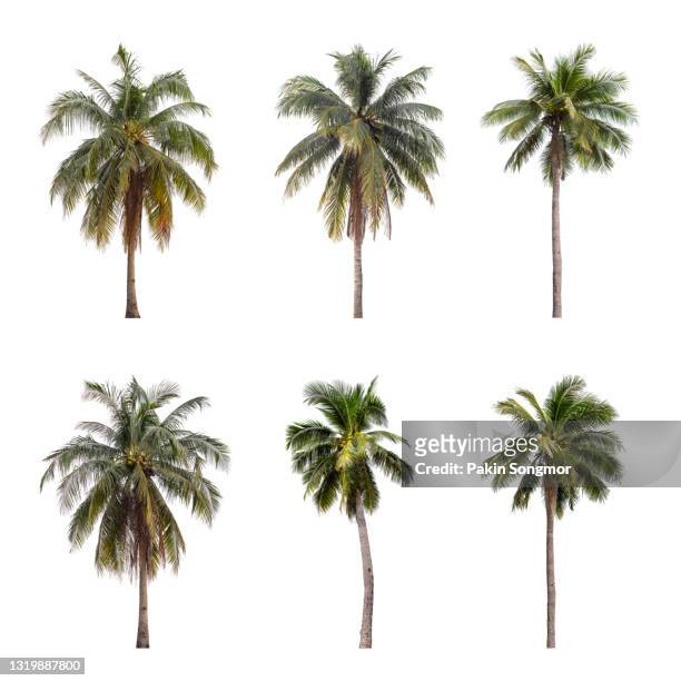 collections coconut palm tree isolated on white background. - palm tree white background stock pictures, royalty-free photos & images