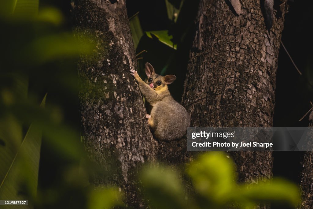 A Brushtail Possum in the fork of a tree
