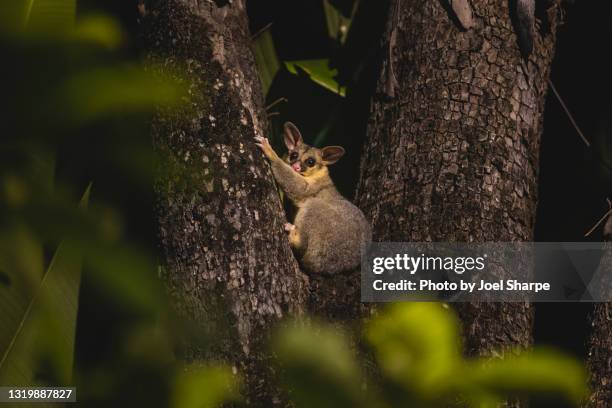 3,114 Possum Stock Photos, High Biology Diagrams