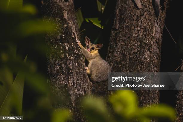 a brushtail possum in the fork of a tree - australia mammal stock pictures, royalty-free photos & images