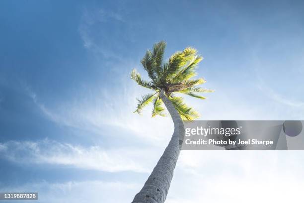 a palm tree stretches toward the sky - townsville stock-fotos und bilder