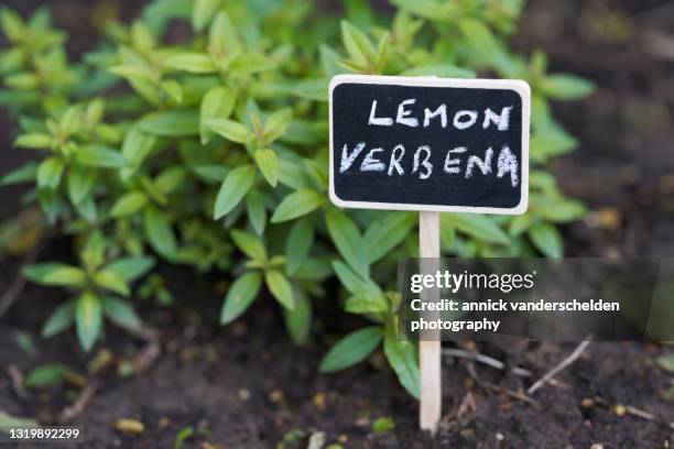 lemon verbena - eisenkraut stock-fotos und bilder