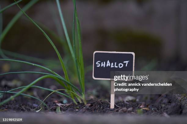 shallot - sjalot stockfoto's en -beelden
