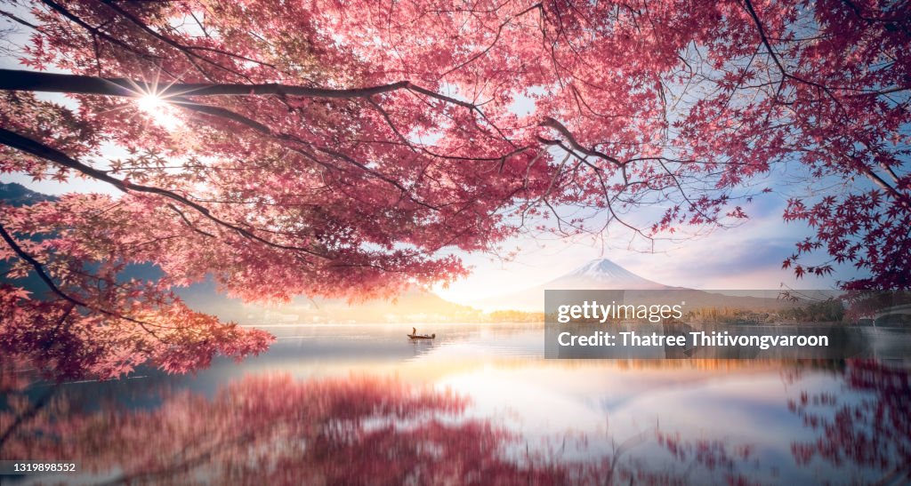 Colorful Autumn Season and Mountain Fuji with morning fog and red leaves at lake Kawaguchiko is one of the best places in Japan