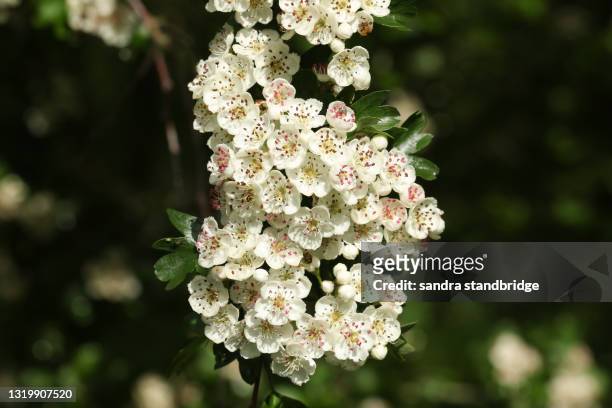a branch of hawthorn blossom, crataegus monogyna. - hawthorn,_victoria stock pictures, royalty-free photos & images