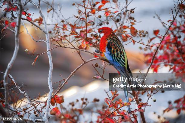 eastern rosella during autumn season, south australia - rosella carmesí fotografías e imágenes de stock