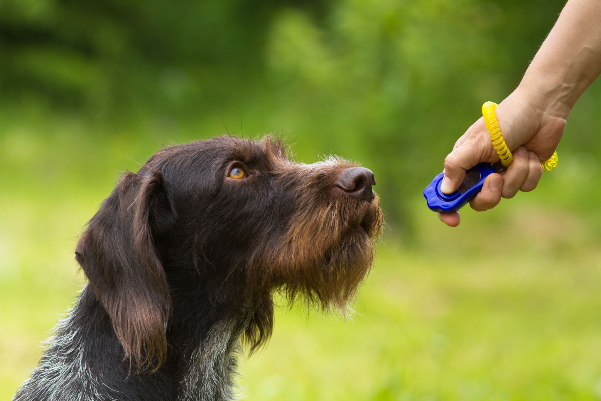 training a hunting dog with a clicker training a hunting dog with a clicker