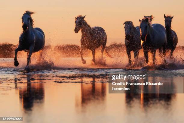wild white horses of camargue running in water during idyllic sunset. - camargue photos et images de collection