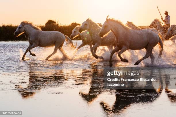 wild white horses of camargue running in water during idyllic sunset. - gard photos et images de collection